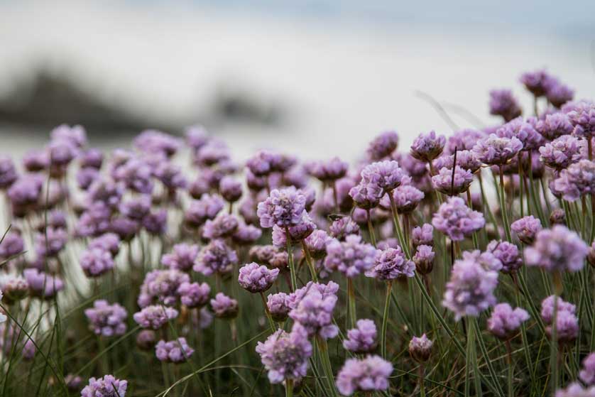 The Isles of Scilly, Cornwall, UK.
