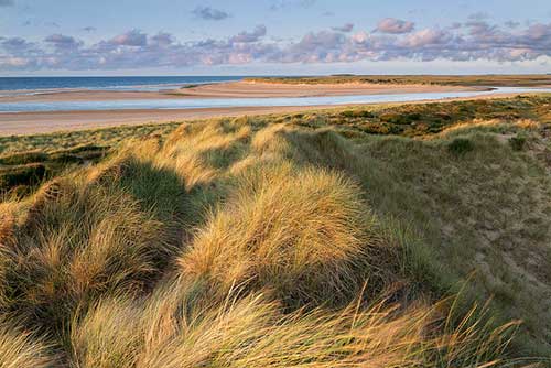 Scolt Head Island, Norfolk, UK.