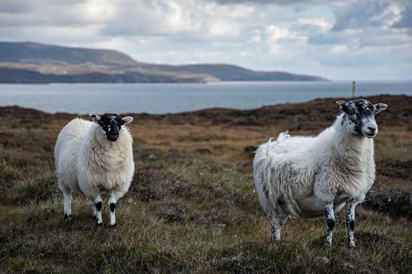 Blackface Sheep.