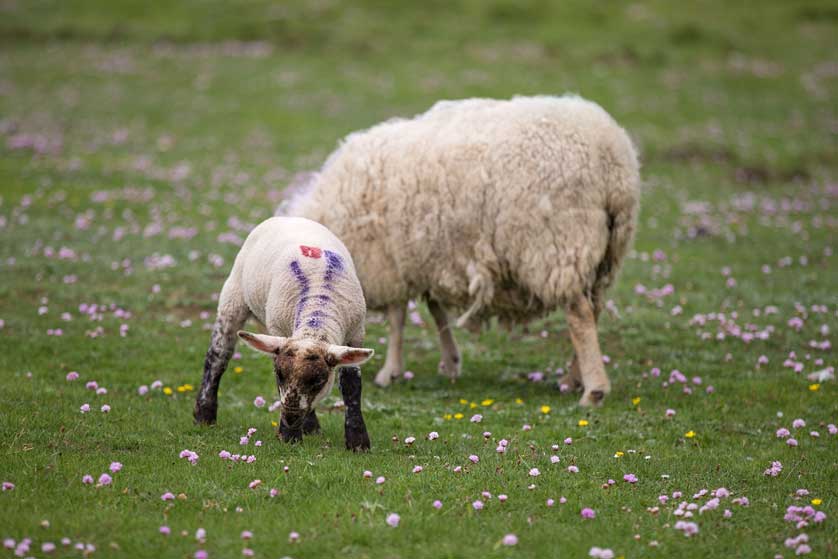 Sheep, The Shetland Islands, Scotland, UK