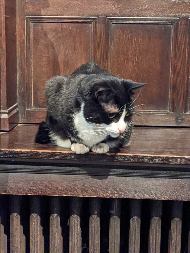 Hodge the cathedral cat.