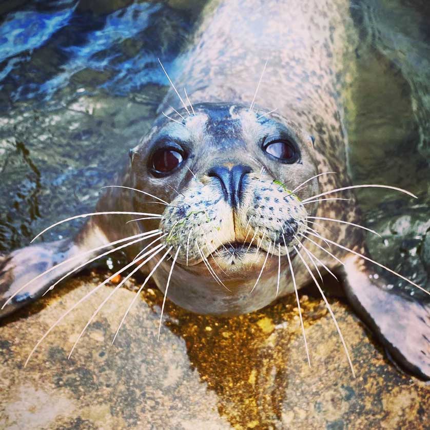 St Andrews Aquarium.