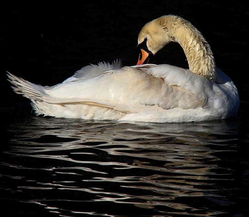 A Mute Swan on Coventry Canal.