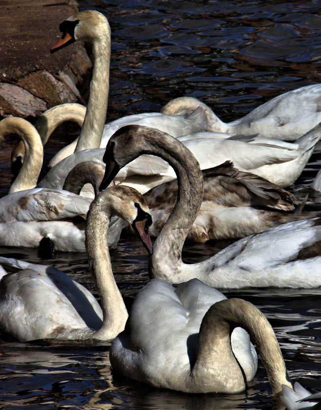 A group of swans is called a bevy, this one seen at the old harbour on the River Exe in Exeter.