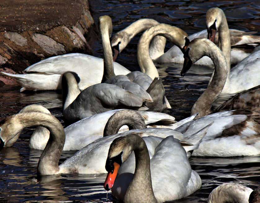 When enough food is available swans sometimes form colonies of up to a hundred individuals.