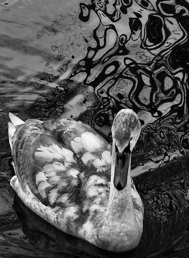 A cygnet, still without its full white plumage,  on Llyn Padarn, the lake near Llanberis in Snowdonia.