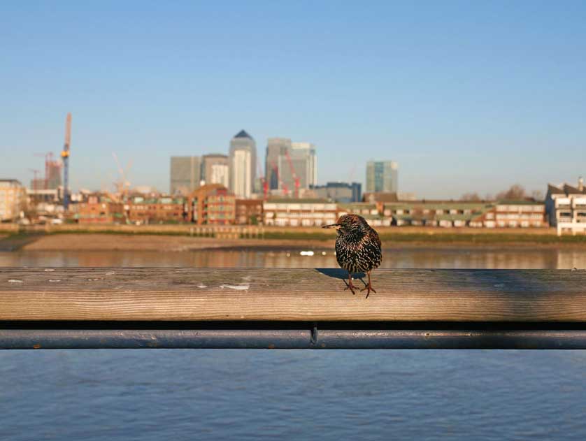 Canary Wharf, River Thames, London, UK