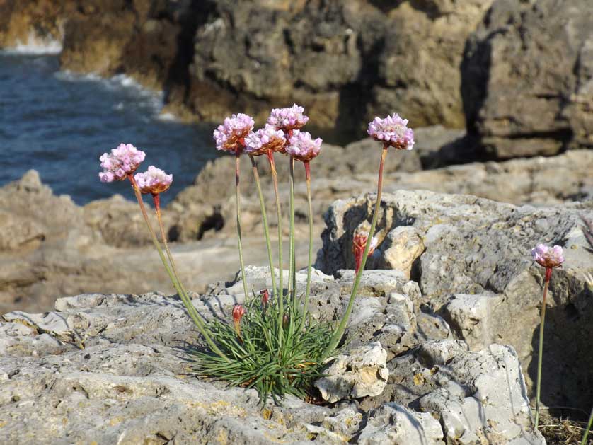 Sea Thrift, UK.