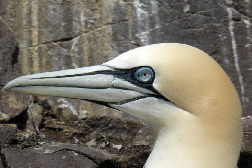 Northern Gannet by Tom Sharpe.