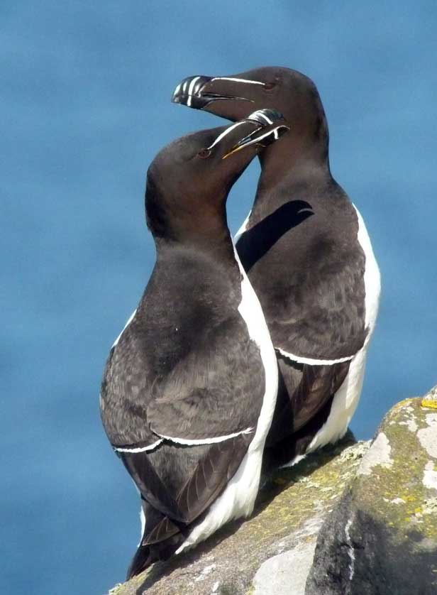 Razorbill Isle of May Scotland &copy; Mark Brazil.
