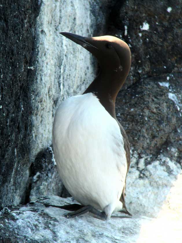 Common Guillemot, Isle of May, Scotland &copy; Mark Brazil.