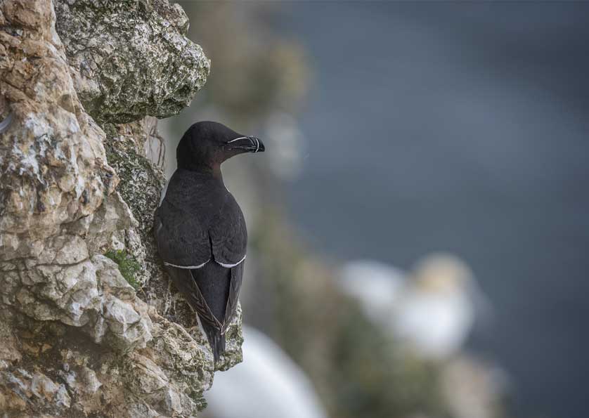 Razorbill, Bempton &copy; Kath Aggiss.