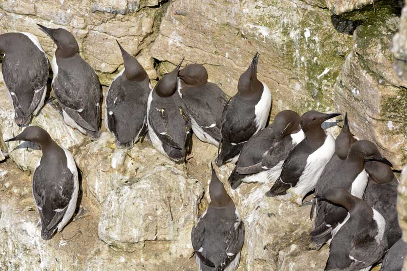 Common Guillemot, Bempton &copy; Kath Aggiss.
