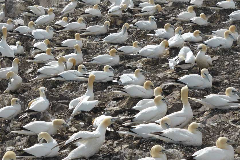 Northern Gannet Bass Rock &copy; Tom Sharpe.
