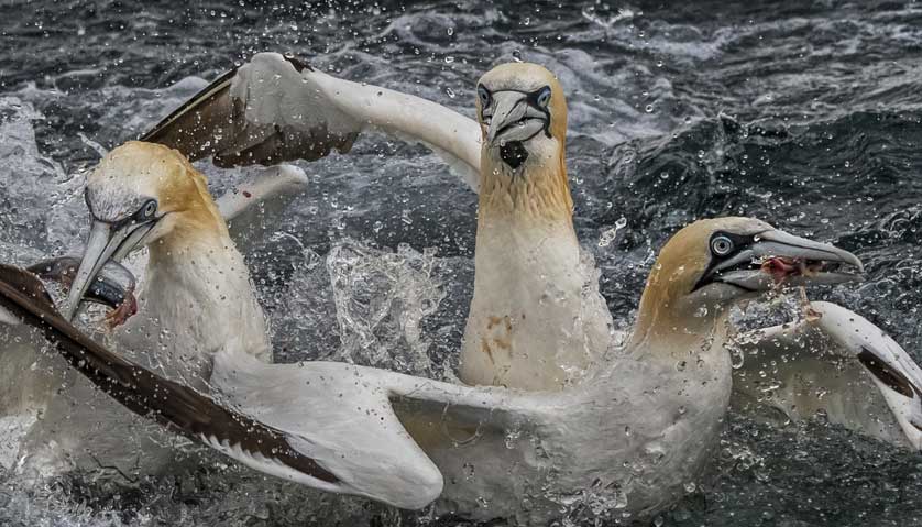 Northern Gannet, Bempton &copy; Kath Aggiss.