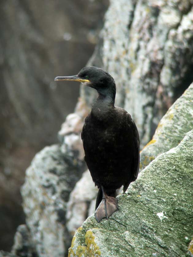 Shag on cliffs, Flannan Islands.
