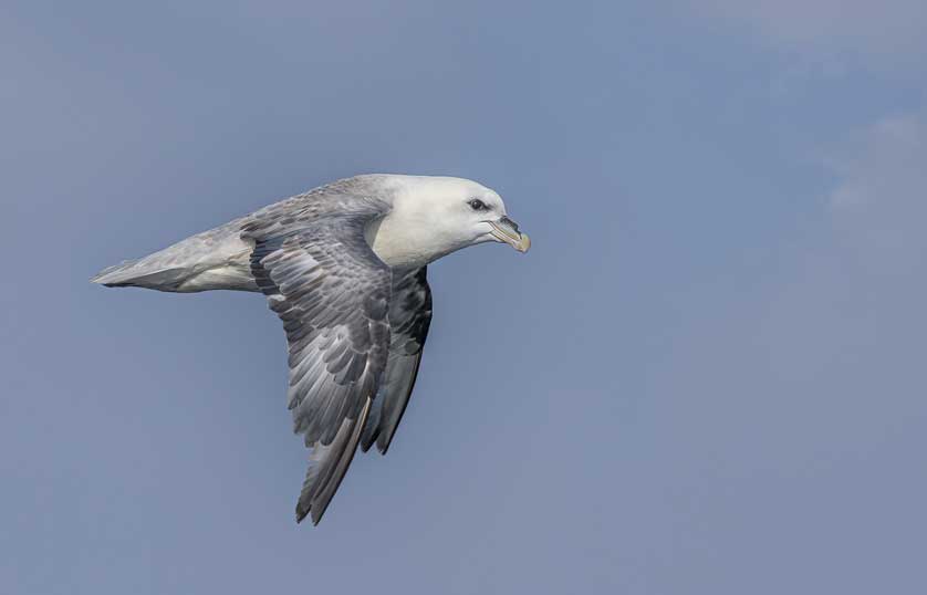 Northern Fulmar in flight.