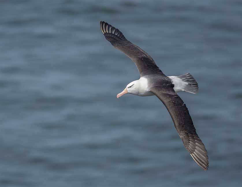 Black-browed Albatross in flight &copy; Kath Aggiss
.