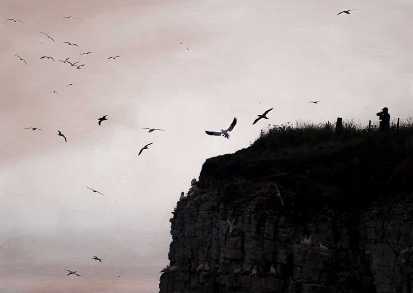 Bempton Cliffs &copy; Kath Aggiss.