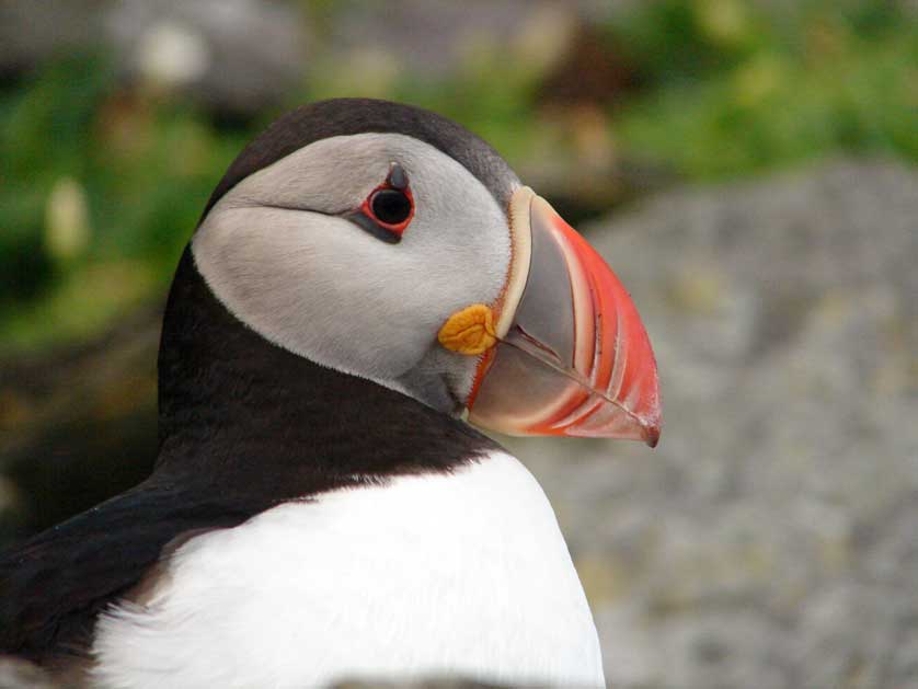 Atlantic Puffin.