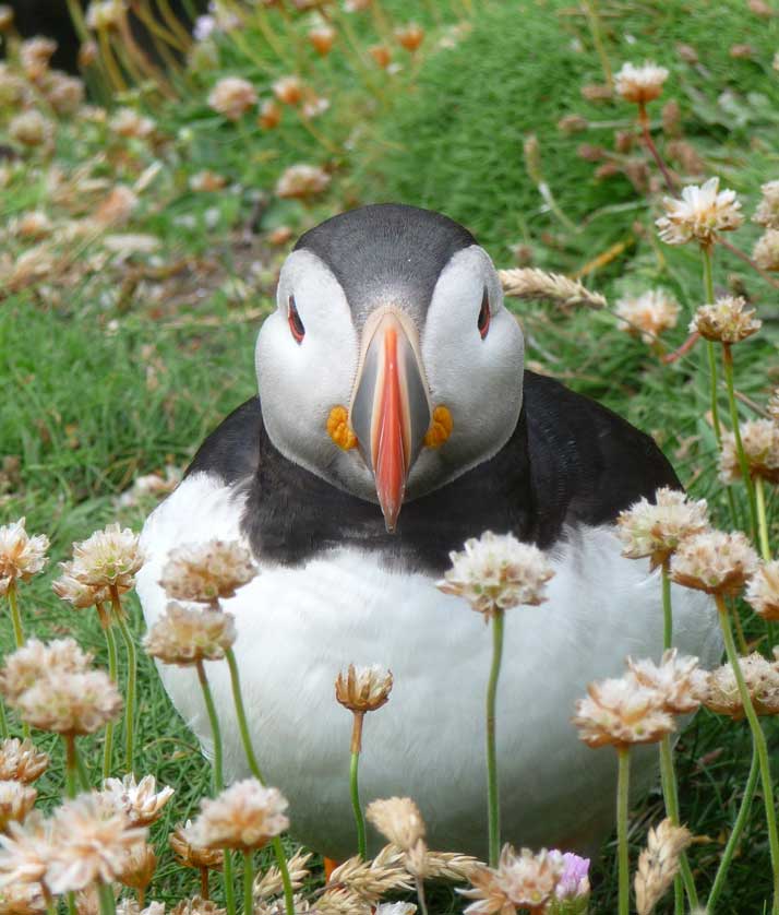 Atlantic Puffin.