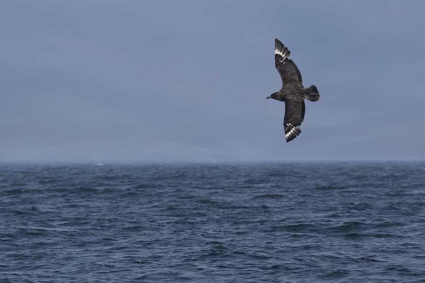 Great Skua by Kath Aggiss.