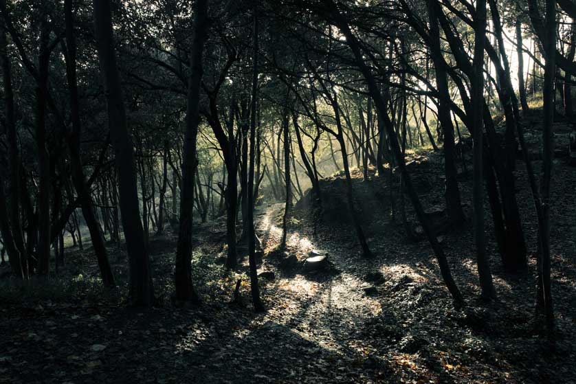 Welsh woodlands.