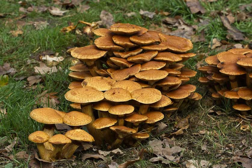 As well as trees Westonbirt is home to many types of fungi.