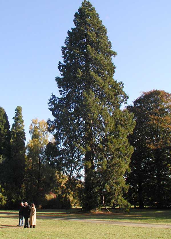 Westonbirt near Cirencester in the Cotswolds.