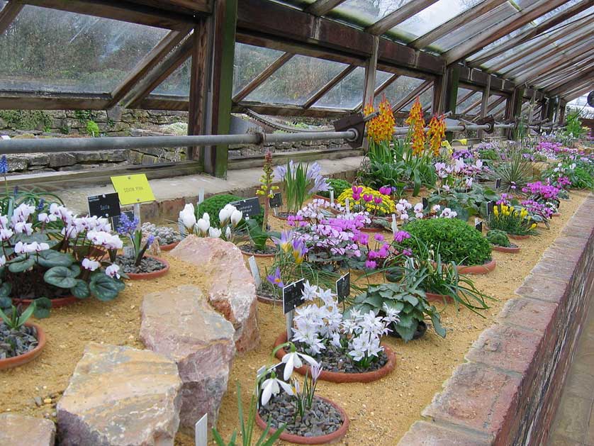 Inside one of the alpine houses at Wisley, Woking, UK.