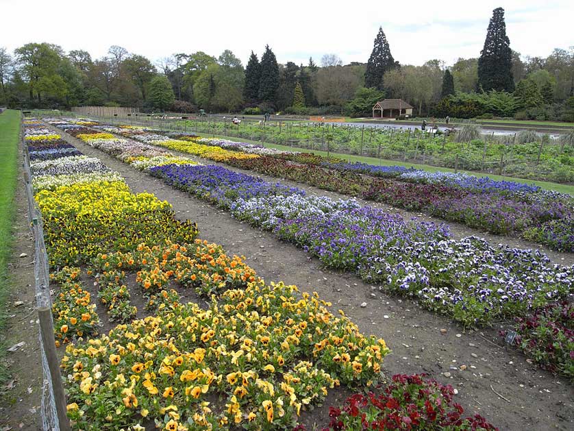 Trial fields at RHS Wisley Garden.